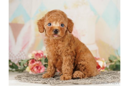 成約済の千葉県のトイプードル-257801の2枚目